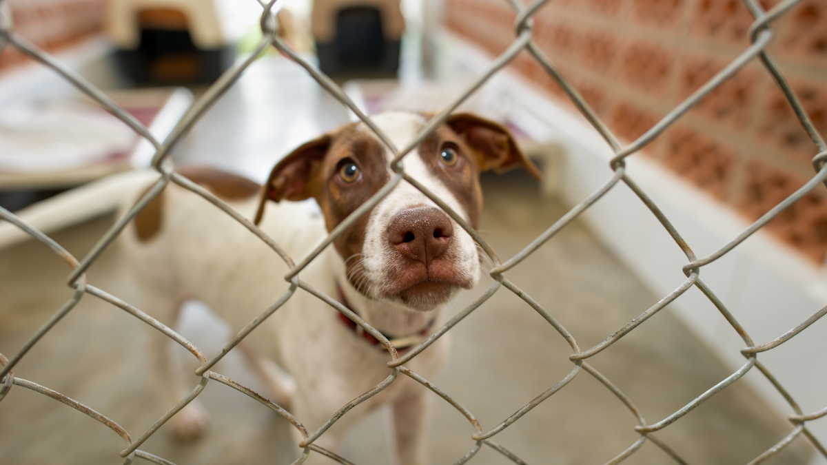 RCDAS Sounds Alarm As Shelter Population Swells To 220% Capacity - The ...