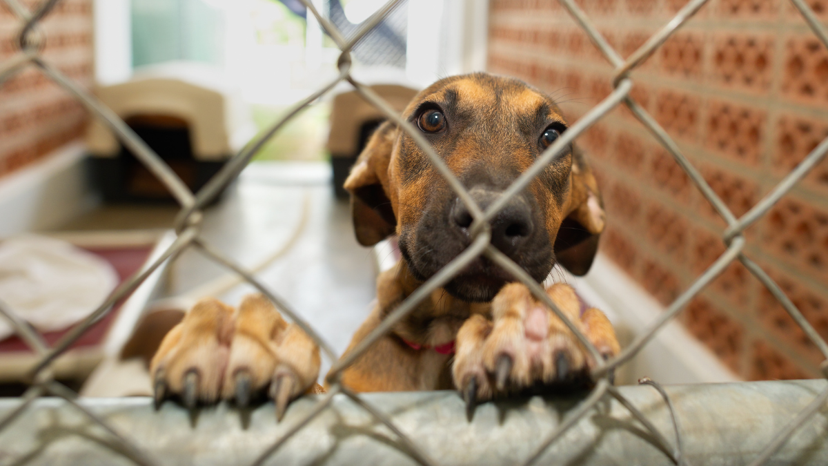 Riverside City Council Approves $16M Animal Services Contract With ...